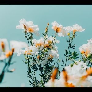 Meet your Posher, Sophia